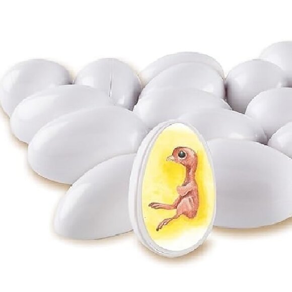 Learning Resources Chick Life Cycle Exploration Set Educational Science Kit NIB - Picture 5 of 11